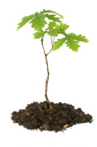 stock-photo-3518387-oak-sapling